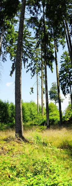 Nadelwald Mit Lücken Vor Blauem Himmel — Stockfoto