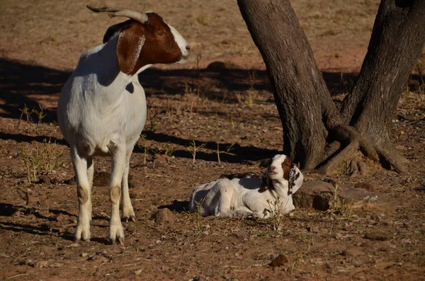 Cabras Las Kimberley — Foto de Stock