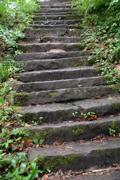 Σκάλες Σκαλοπάτια Σκαλοπάτια Δάσος Απότομες Μακρινές Πεζοπορικές Διαδρομές Παλατινάτο Νότιο — Φωτογραφία Αρχείου
