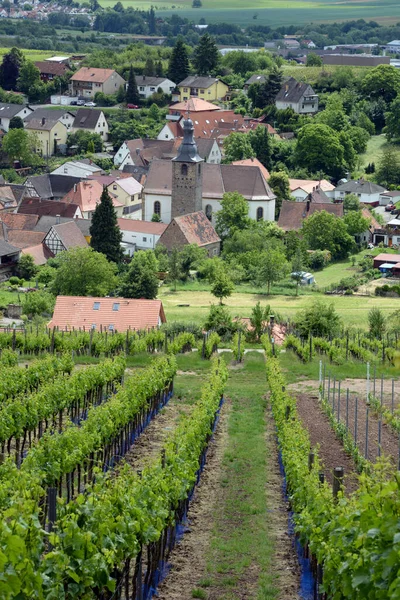 Vineyard Pfalz Weinberge Wine Vine Vine Agriculture Summer Pleisweiler Oberhofen — стоковое фото