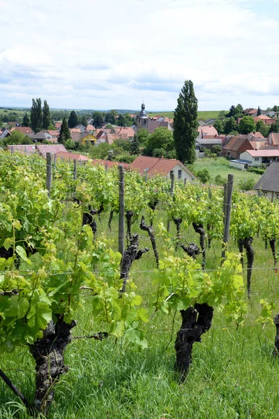 Üzüm Bağı Pfalz Sosis Şarap Asma Asma Tarım Yaz Pleisweiler — Stok fotoğraf