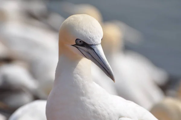 Pelikan Der Verschneiten Umgebung — Stockfoto