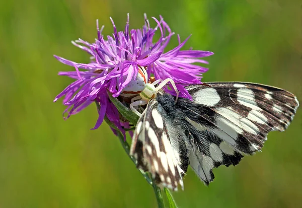 Kleine Vlinder Bloem Wildheid Concept — Stockfoto