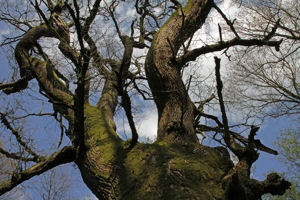 Árbol Bosque — Foto de Stock