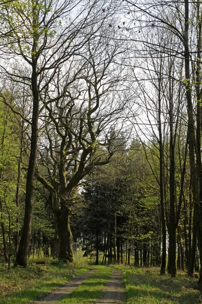 Beeld Van Bos Met Bomen — Stockfoto