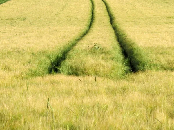 Ackerland Mit Gras — Stockfoto