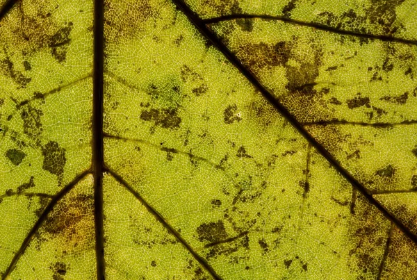 Листья Клена Листья Листвы — стоковое фото
