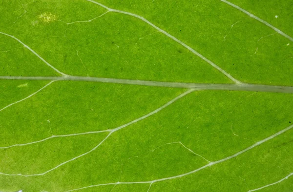 Folha Cinzas Com Veias Folha — Fotografia de Stock