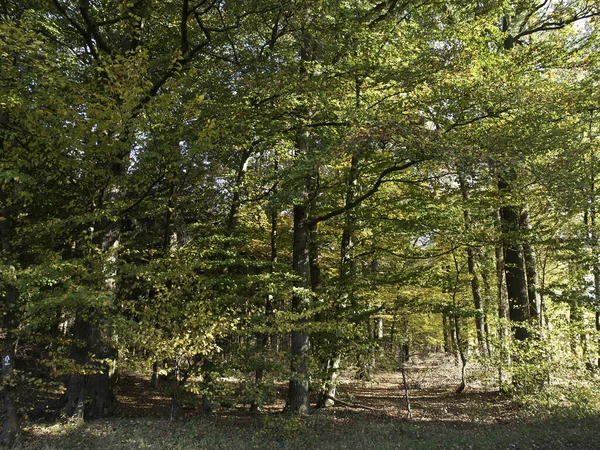 Bela Folhagem Outono Floresta — Fotografia de Stock