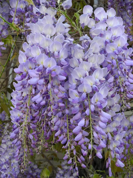 Glicina Chuva Azul Wisterie Bishin Glicina Glicina Wisteria Flor Delicadeza — Fotografia de Stock