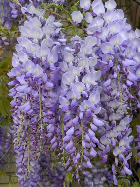 Glycine Blauwe Regen Wisterie Bisdom Glycine Glycine Wisteria Bloem Sierlijk — Stockfoto