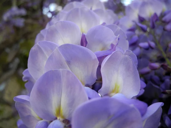 Glycine Blue Rain Wisterie Bishin Glycine Glycine Wisteria Flower Dainty — стоковое фото