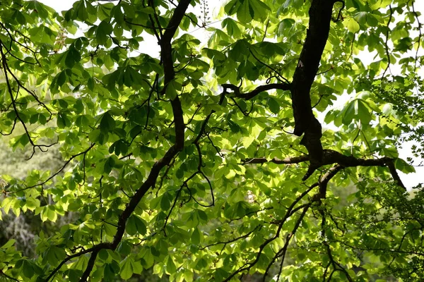 Hojas Castaño Caballo Natural Hoja Rama Rama Árbol Árboles Parque —  Fotos de Stock