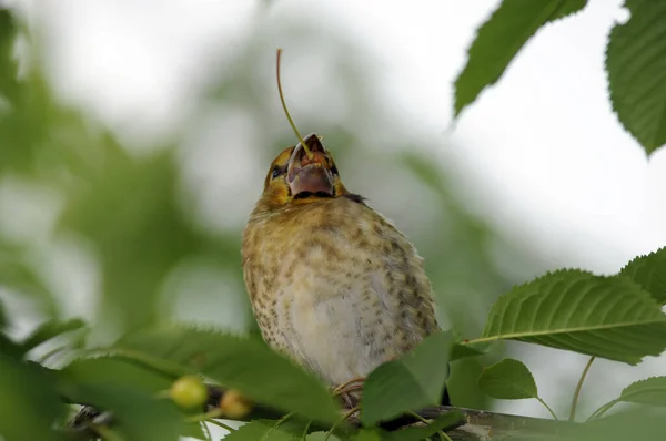 Coccothraustes Coccothraustes Jonge Kernbijter Kernbijter Jong Coccothraustes Vogel Zangvogel Dier — Stockfoto