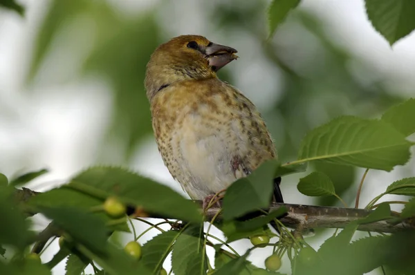 Coccothraustes Coccothraustes Kernbiter Jovem Kernbiter Jovem Coccothraustes Pássaro Cangbird Animal — Fotografia de Stock