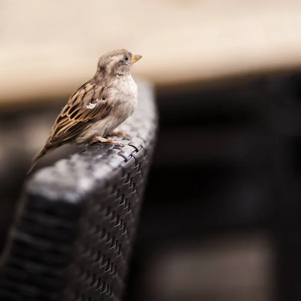 Szenischer Blick Auf Niedlichen Sperling Vogel — Stockfoto