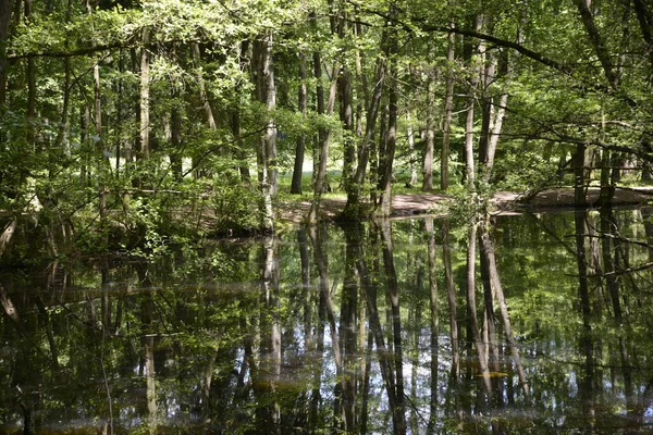 Kesselbruchweiher Francfort Voir Teich Weiher Wald Waldsee Nature Paysage Neu — Photo