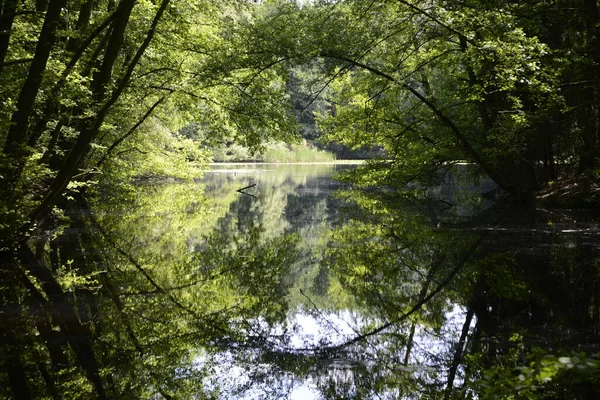 Kesselbruchweiher Frankfurt See Teich Weiher Wald Waldsee Natur Landschaft Neu — Stockfoto