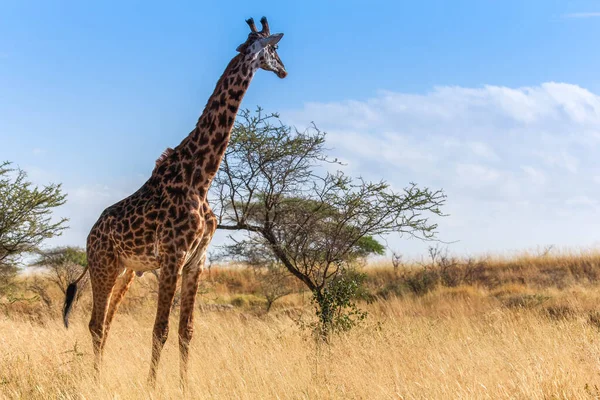Girafe Faune Animale Faune Naturelle — Photo
