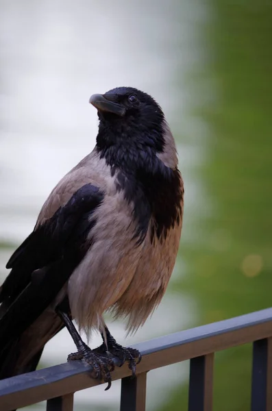 Primer Plano Pájaro — Foto de Stock