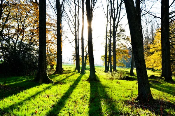 Imagen Bosque Con Árboles —  Fotos de Stock