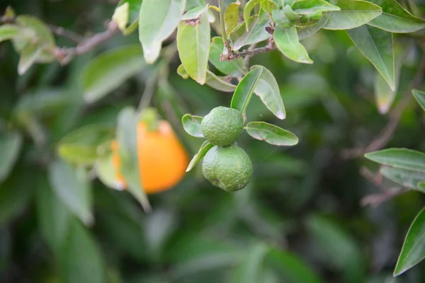 Pomerančovník Ovocná Rostlina — Stock fotografie