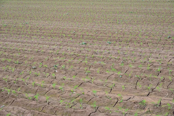 Grüne Salatblätter Garten Landwirtschaft — Stockfoto