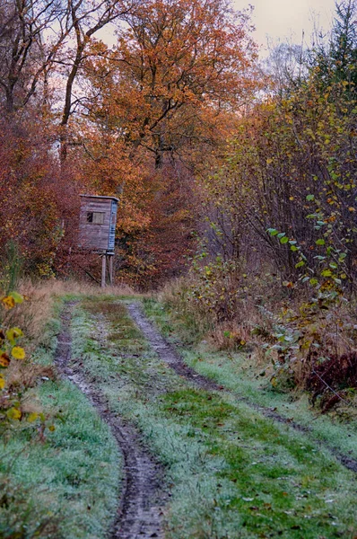 Höstens Intryck Skogen — Stockfoto