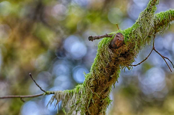 Őszi Benyomások Erdőben — Stock Fotó