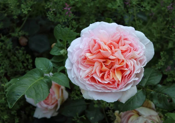 Englische Rosenblütenblätter Gartenpflanze — Stockfoto