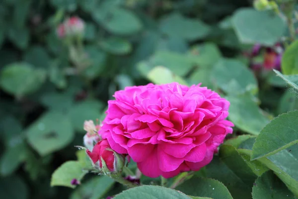 Rose Rosa Hybride Rosa Rescht Pétales Fleurs — Photo