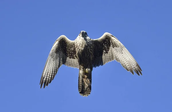 Schilderachtig Uitzicht Prachtige Slechtvalk Natuur — Stockfoto