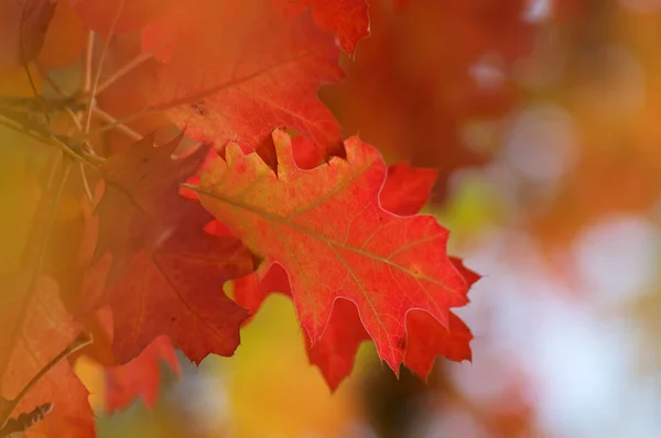 Fogliame Autunnale Foglie Della Stagione Autunnale — Foto Stock