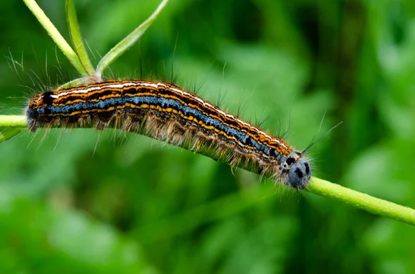 Chenille Sur Feuille Arbre — Photo