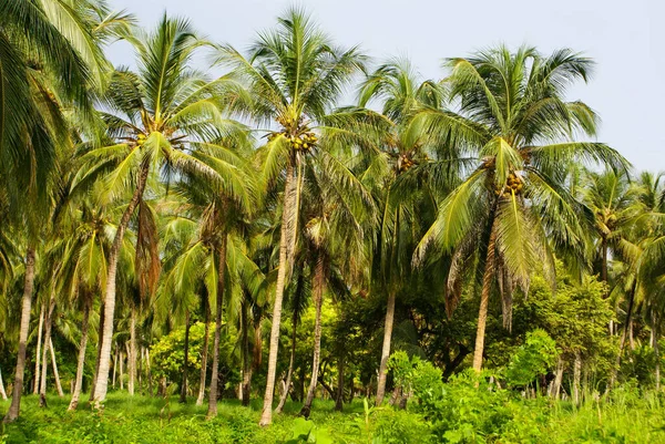 Bosque Palma Verde Isla Colombiana Mucura — Foto de Stock