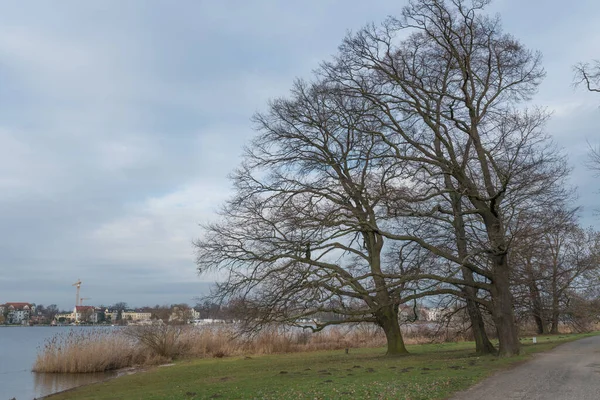 Eichen Tiefen See Potsdam — Stockfoto