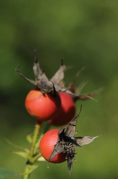 在夏天 红叶植物与露珠的特写 — 图库照片