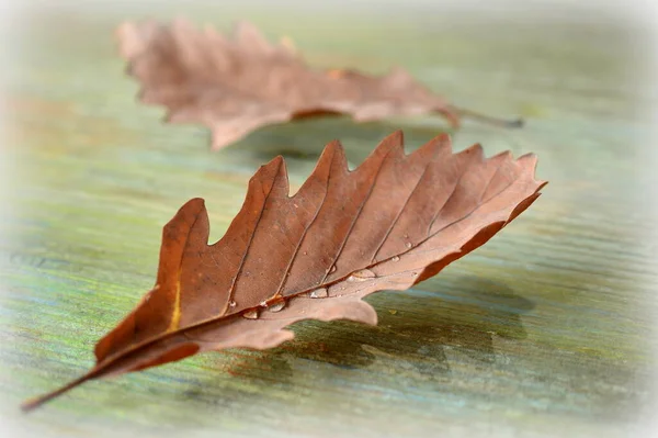 Höstfärger Höstsäsongens Lövverk — Stockfoto