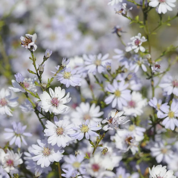 Білі Квіти Саду — стокове фото