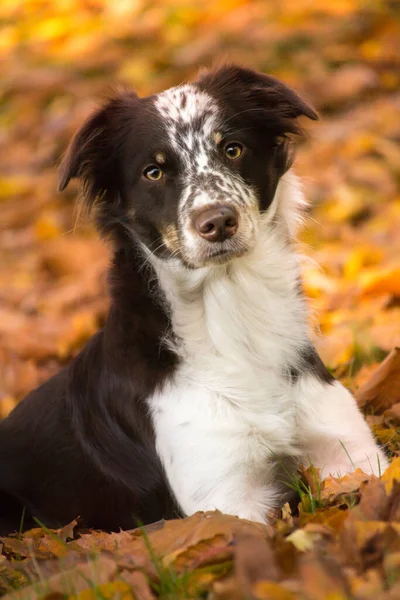 Border Collie Purebred Domestic Dog Pet Animal — Stock Photo, Image