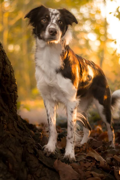 Grens Collie Raszuivere Huisdier Hond Huisdier — Stockfoto