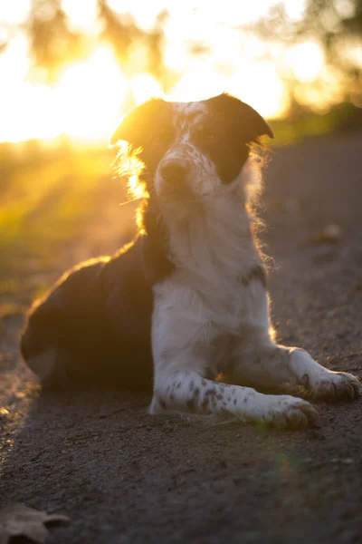 Grens Collie Raszuivere Huisdier Hond Huisdier — Stockfoto