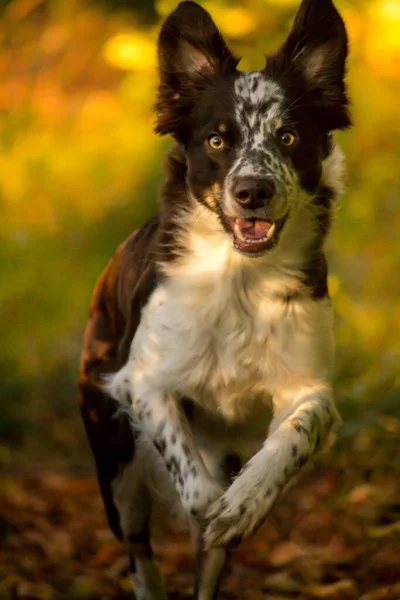 Grens Collie Raszuivere Huisdier Hond Huisdier — Stockfoto