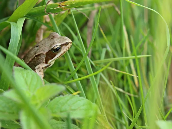 Jeune Grenouille Herbe Rana Temporaria Dans Prairie — Photo