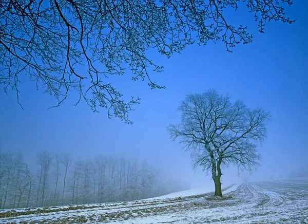 Rovere Con Crosta Ghiaccio Nella Nebbia Invernale — Foto Stock