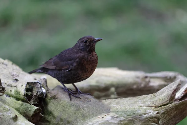 a close up of a common blackbird