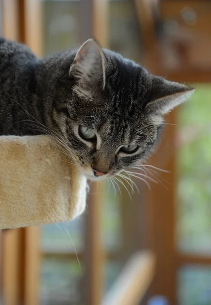 猫家猫ペット縞虎動物肖像画 — ストック写真