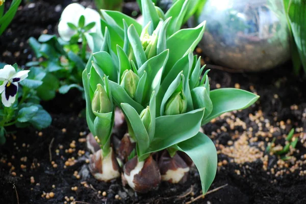 Belles Tulipes Fleurs Printanières — Photo