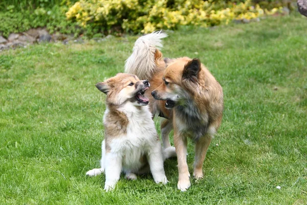 Madre Elo Con Cachorros Juego —  Fotos de Stock