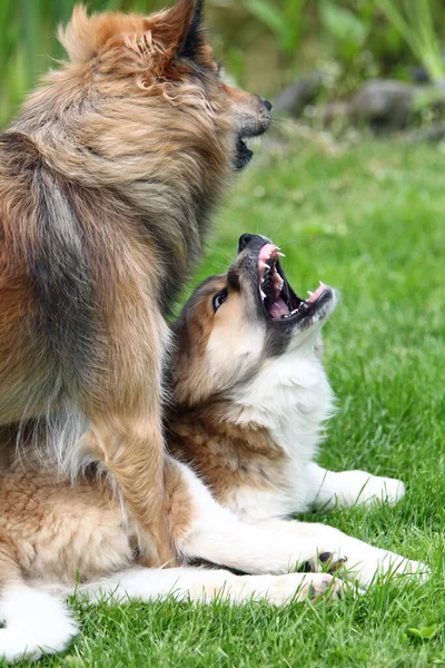 Två Hundar Leker Med Boll — Stockfoto